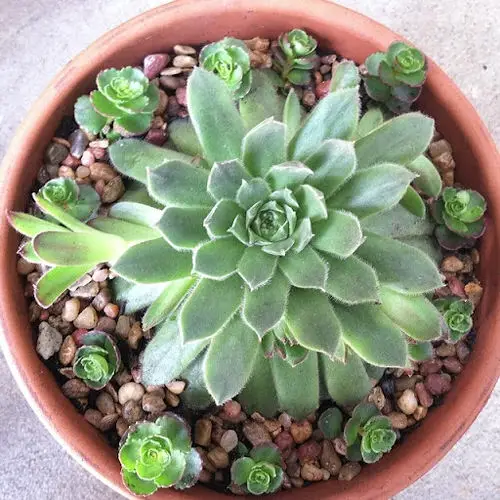 Types of Sempervivums 6