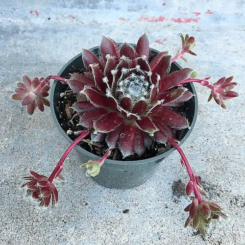 Types of Sempervivums 8