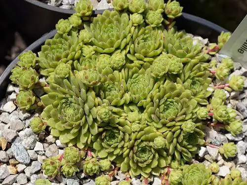 Types of Sempervivums 7