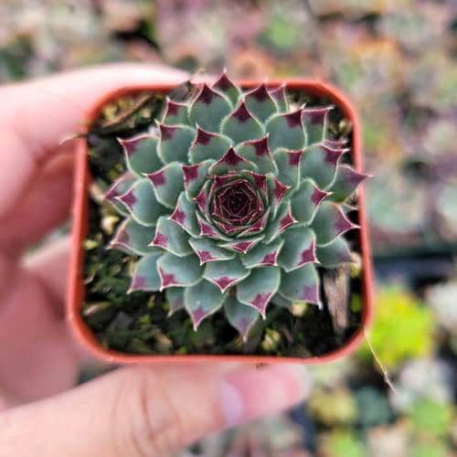 Types of Sempervivums 2