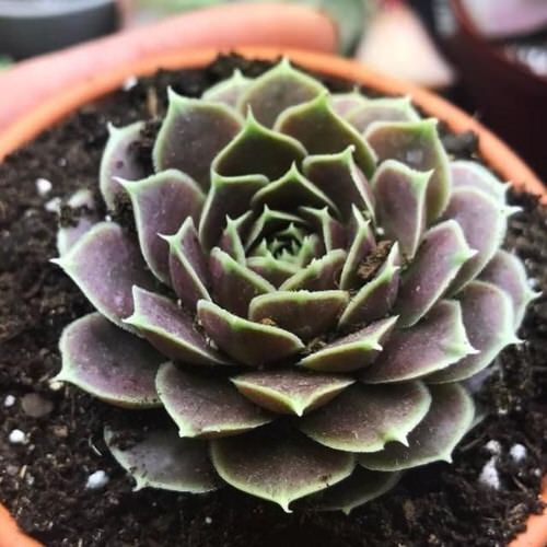 Types of Sempervivums 5