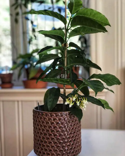 Indoor Climbers & Vines That Most People Don't Grow