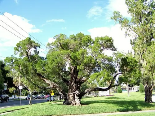 Floridian Native Trees and Plants