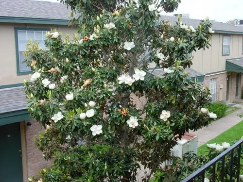 Native Trees and Plants in Florida
