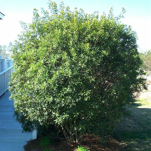 lovely Native Florida Plants and Trees