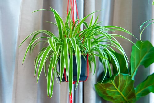 Best Hanging Houseplants that Won't Die Easily