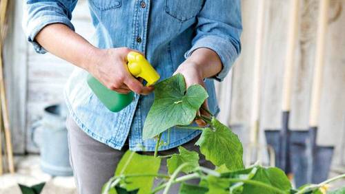 Tips to Use Neem Oil for Houseplants
