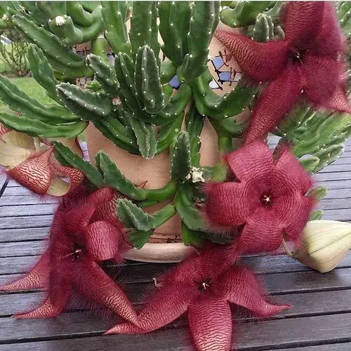 Unique & Rare Cactus