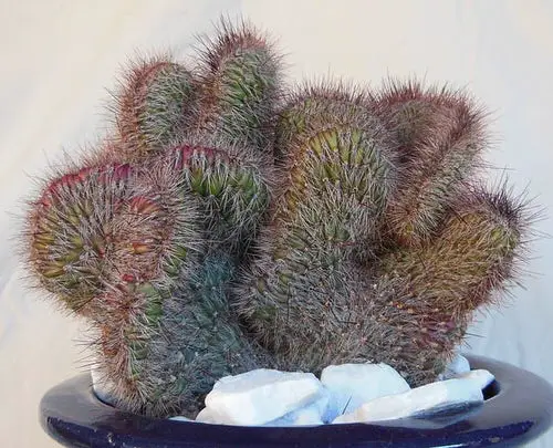 best Unique & Rare Cactus Plants to Grow 