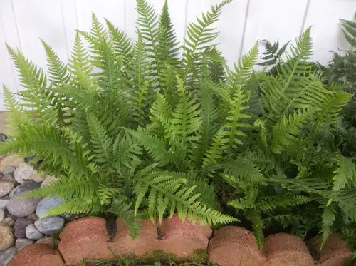 best Floridian Native Trees and Plants
