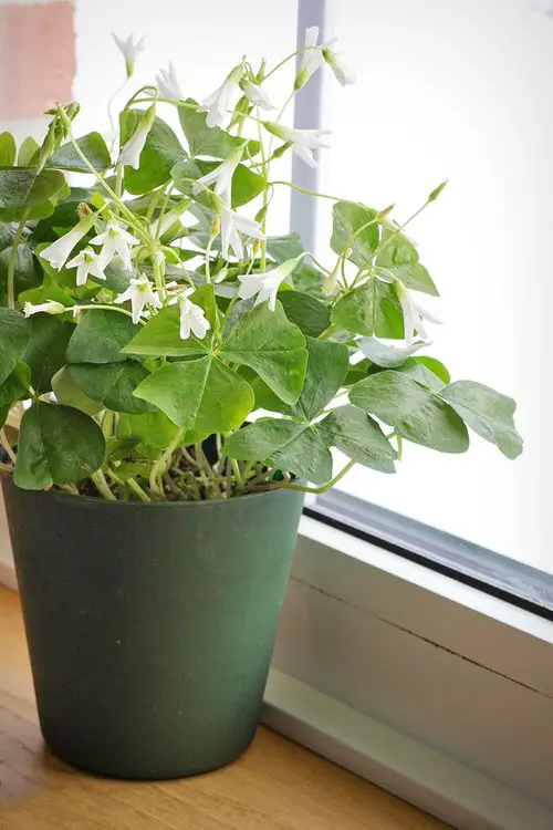 Lucky Indoor Plants for Kitchen