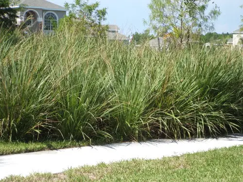 lovely Floridian Native Trees and Plants
