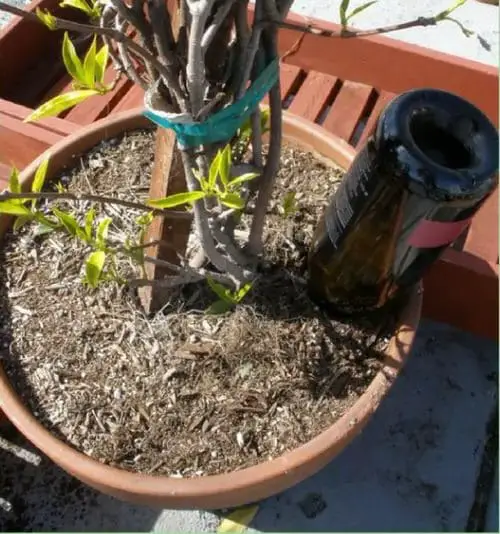 Upcycle a Bottle into a Watering Globe