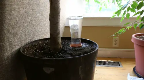 Vacation Plant Watering Globe