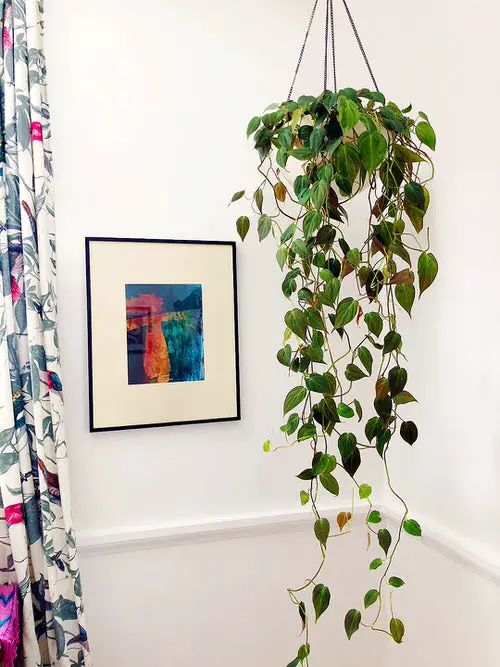 beautiful Hanging Houseplants that Won't Die Easily 3