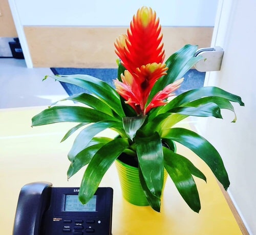 Best Bromeliads Anyone Can Grow Easily
