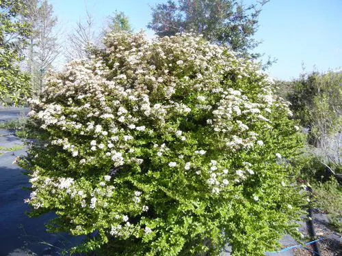 beautiful Native Florida Plants and Trees