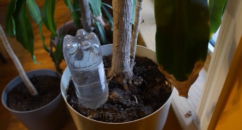 Watering Globe With Soda Bottle