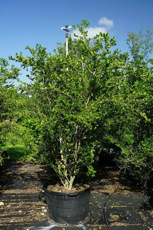 Trees and Plants Native to Florida

