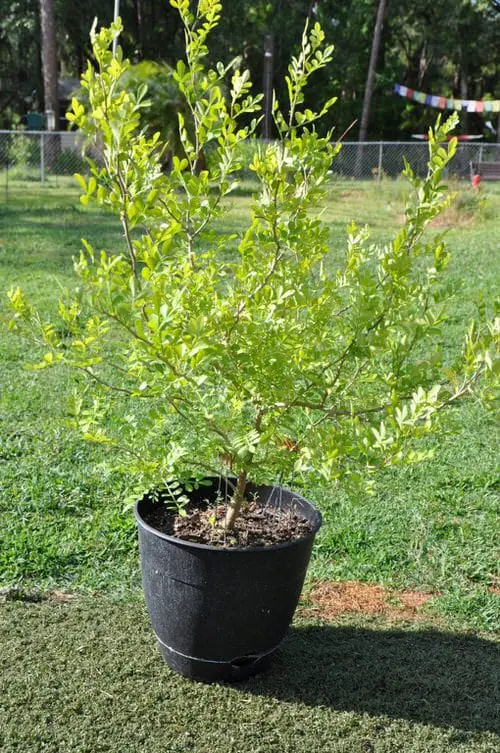 lovely Trees and Plants Native to Florida
