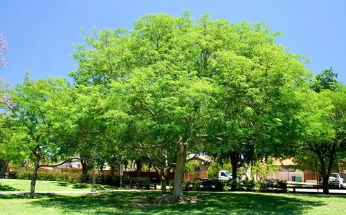 Floridian Native Trees and Plants
