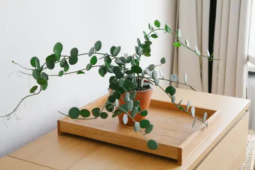 Indoor Plants with Coin-Shaped Leaves 2