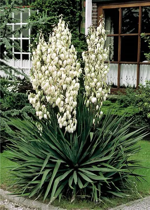 Floridian Native Trees and Plants
