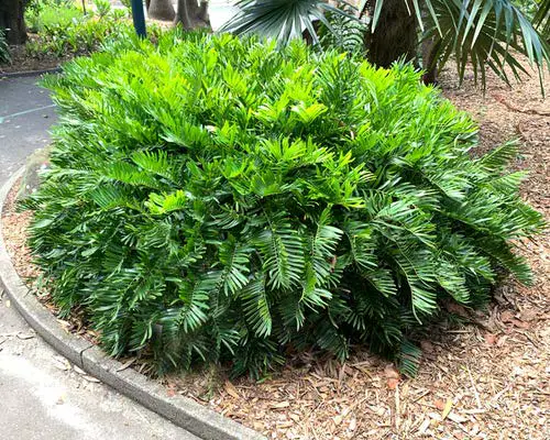 Floridian Native Trees and Plants