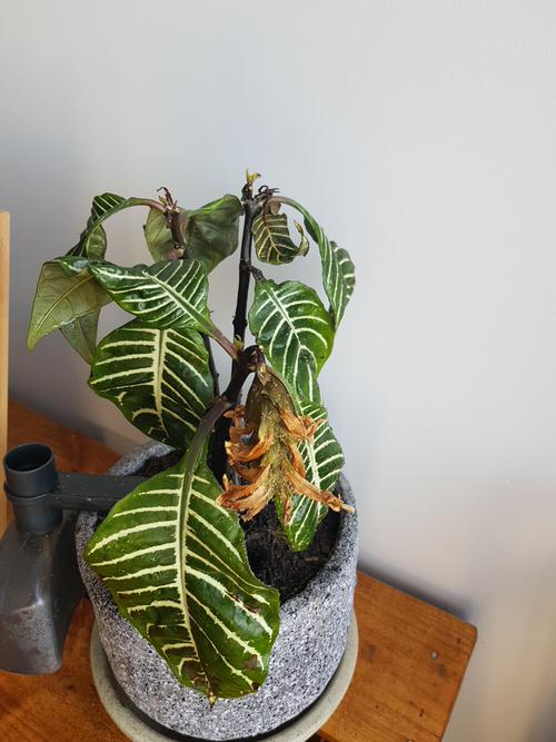 Reasons for Zebra Plant Leaves Turning Brown