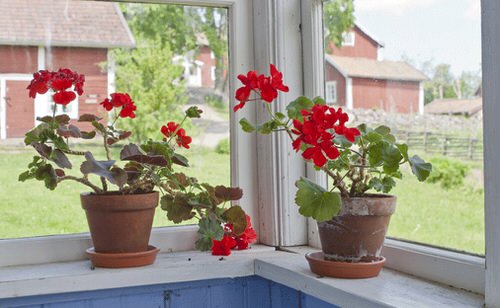 Reasons for Geranium Leaves Turning Yellow sunlight