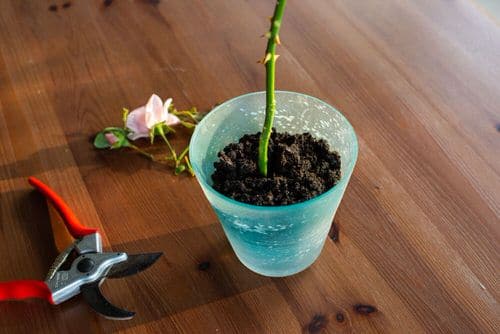 image showing How to Grow Roses from Cuttings?