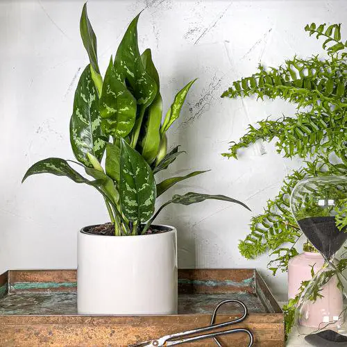 Best Types of Chinese Evergreen Varieties 