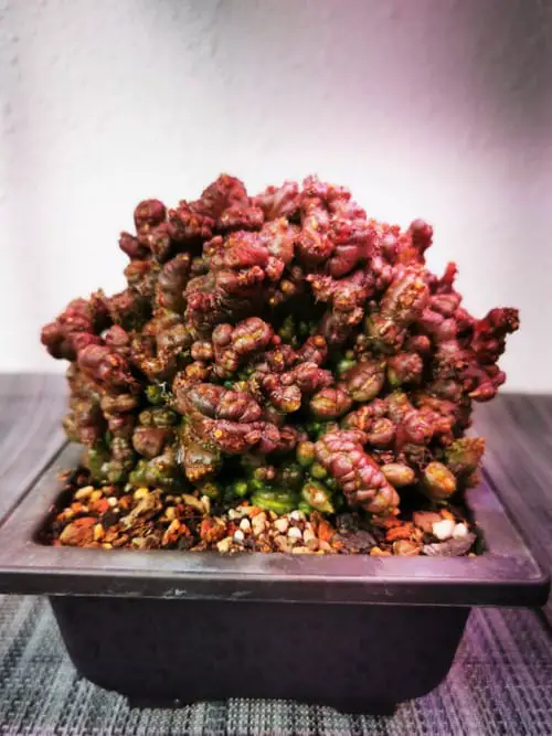 Unique & Rare Cactus Plants