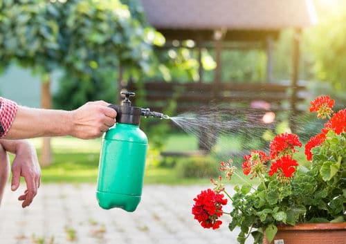 Not Fertilizing the Plant Properly