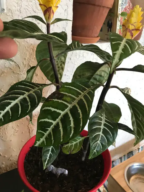 Zebra Plant Leaves Turning Brown Direct Sunlight