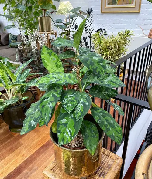 Types of Chinese Evergreen Varieties