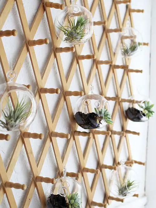 Coat Rack for Air Plant Terrariums