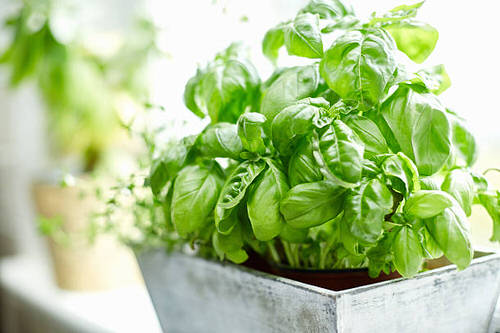 best Plant Once and Enjoy Years of Benefits from Perennial Herbs