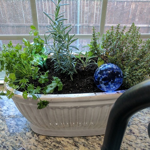 Make a Kitchen Countertop Garden