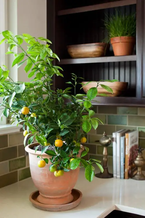 Feng Shui Plants for the Kitchen