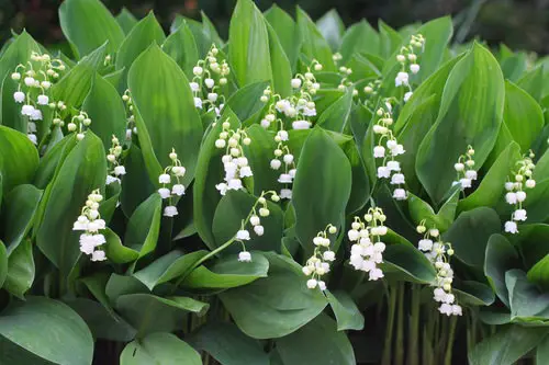 top Flowers with an Initial 'L'