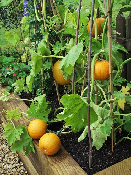 Harvesting Pumpkin to Do in the Garden in October