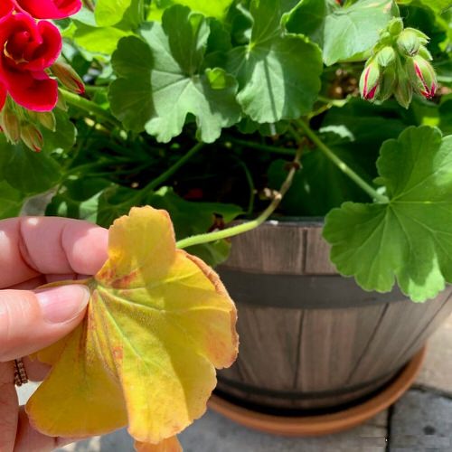 Reasons for Geranium Leaves Turning Yellow