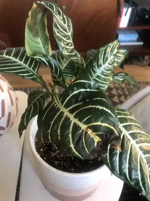 Zebra Plant Leaves Turning Brown