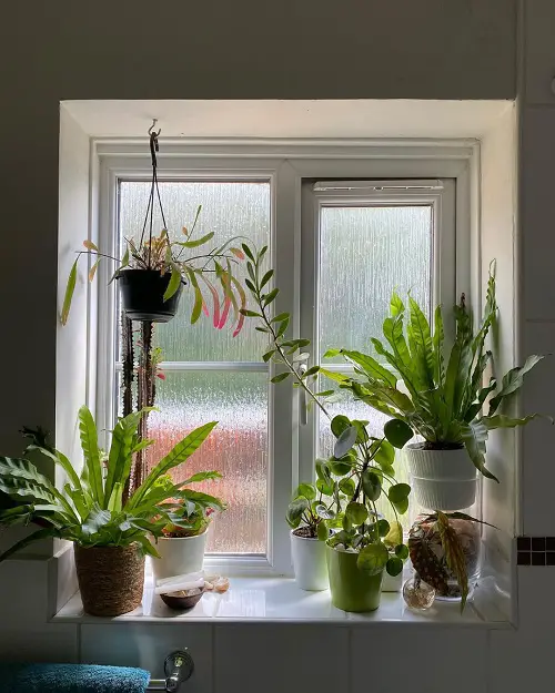 windowsill garden for indoor plants