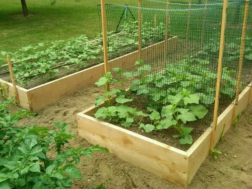 Zucchini Trellis Ideas