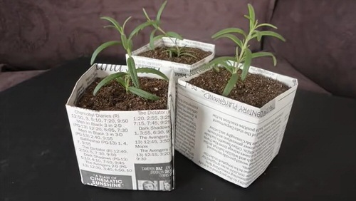 Newspaper Pots to Start Seed