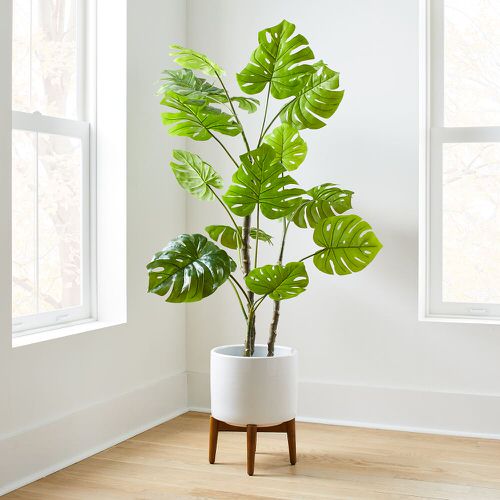 Types of Plant Versions that Almost Look Real