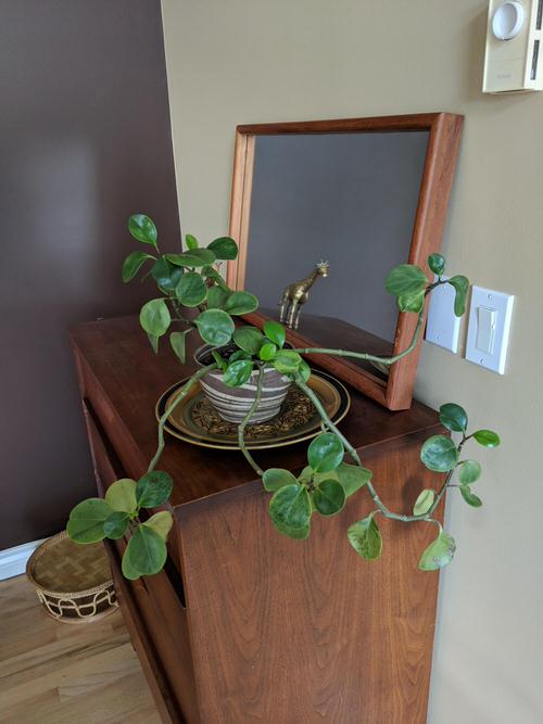 Signs Your Indoor Plants Need More Sunlight