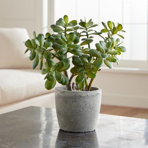 Sunlight for cutting jade plant